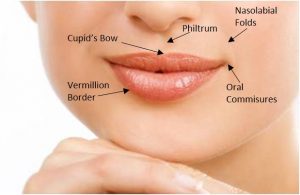 Anatomy of the lips